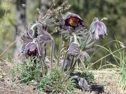 Attēlu rezultāti vaicājumam “Pulsatilla pratensis leaf”