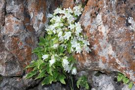 Image result for Campanula lingulata