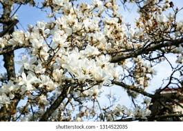 Attēlu rezultāti vaicājumam “Magnolia cylindrica flower”