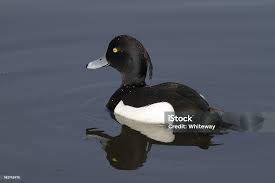 Attēlu rezultāti vaicājumam “Aythya fuligula”