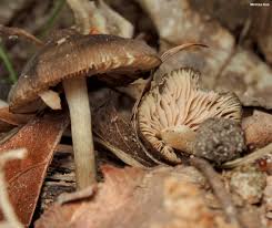 Attēlu rezultāti vaicājumam “Entoloma vernum”