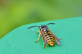 Attēlu rezultāti vaicājumam “Vespula germanica”
