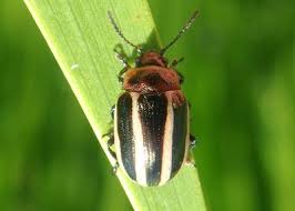 Attēlu rezultāti vaicājumam “Galerucella nymphaeae pupa”