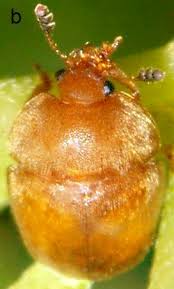 Attēlu rezultāti vaicājumam “Nitidulidae”