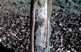 Attēlu rezultāti vaicājumam “Trichia botrytis var. cerifera stalked”