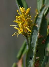 Attēlu rezultāti vaicājumam “Lysimachia thyrsiflora bud”