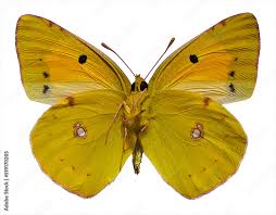 Attēlu rezultāti vaicājumam “Colias croceus”