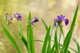 Image result for Iris