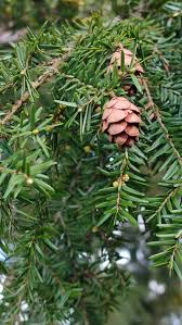 Attēlu rezultāti vaicājumam “Tsuga canadensis”