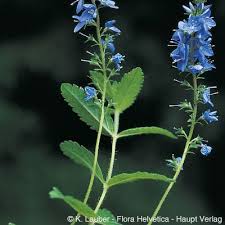 Attēlu rezultāti vaicājumam “Veronica austriaca subsp. teucrium leaf”
