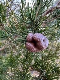 Attēlu rezultāti vaicājumam “Gymnosporangium sp.”