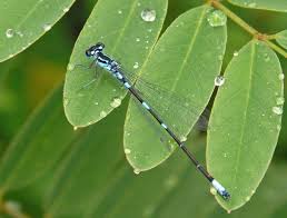 Attēlu rezultāti vaicājumam “Coenagrion pulchellum male”