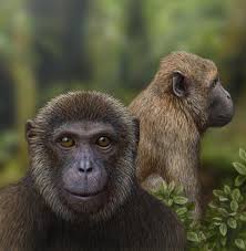 Attēlu rezultāti vaicājumam “Primates”