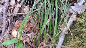 Attēlu rezultāti vaicājumam “Carex digitata leaf”