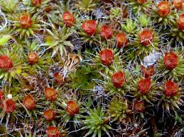 Attēlu rezultāti vaicājumam “Polytrichum piliferum”