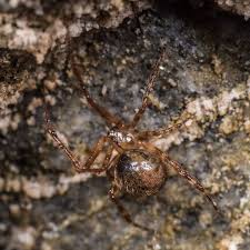 Attēlu rezultāti vaicājumam “Theridiidae”