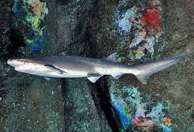 Image result for Notorynchus cepedianus