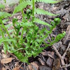 Attēlu rezultāti vaicājumam “Matteuccia struthiopteris”
