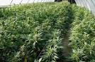 Hundreds of Economists Agree Marijuana Legalization Could Save US
