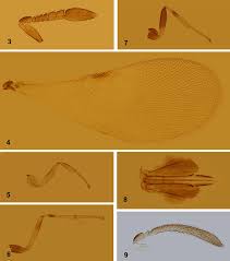 Attēlu rezultāti vaicājumam “Chionaspis salicis”