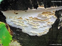 Attēlu rezultāti vaicājumam “Antrodia serialis”