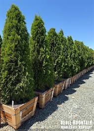 Attēlu rezultāti vaicājumam “Thuja occidentalis”