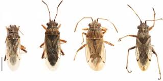 Attēlu rezultāti vaicājumam “Lygaeidae”