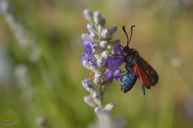 Attēlu rezultāti vaicājumam “Zygaena filipendulae exuvia”