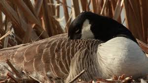 Attēlu rezultāti vaicājumam “Branta canadensis adult”