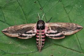 Attēlu rezultāti vaicājumam “Sphinx pinastri”