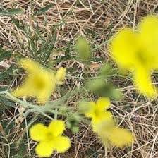 Attēlu rezultāti vaicājumam “Brassica napus flower”