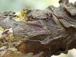 Attēlu rezultāti vaicājumam “Collema”