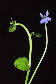 Attēlu rezultāti vaicājumam “Lobeliaceae”