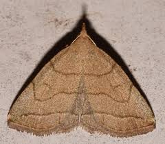 Attēlu rezultāti vaicājumam “Zanclognatha tarsipennalis”