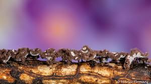 Attēlu rezultāti vaicājumam “Didymium clavus stalked”