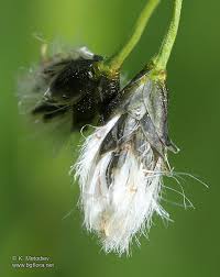 Attēlu rezultāti vaicājumam “Eriophorum latifolium”