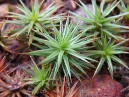 Attēlu rezultāti vaicājumam “Polytrichastrum longisetum”