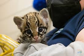 Image result for оцелот