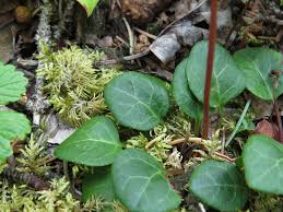 Attēlu rezultāti vaicājumam “Pyrola chlorantha”