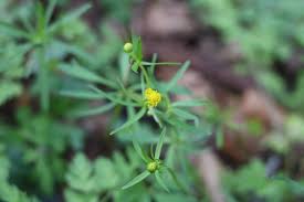 Attēlu rezultāti vaicājumam “Ranunculus auricomus leaf”