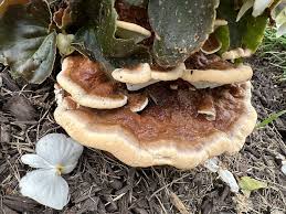 Attēlu rezultāti vaicājumam “Diderma rufostriatum sessile”