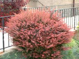 Attēlu rezultāti vaicājumam “Berberis thunbergii”