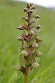 Attēlu rezultāti vaicājumam “Coeloglossum viride flower”
