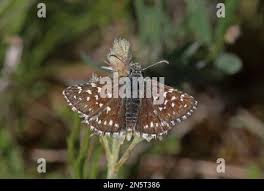 Attēlu rezultāti vaicājumam “Pyrgus alveus upperside”