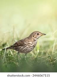Attēlu rezultāti vaicājumam “Turdus philomelos juvenile”