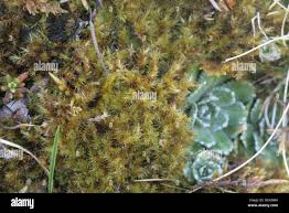 Attēlu rezultāti vaicājumam “Campylium stellatum”