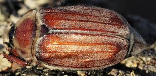 Attēlu rezultāti vaicājumam “Melolontha hippocastani”