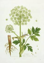 Attēlu rezultāti vaicājumam “Angelica archangelica fruit”