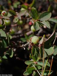 Attēlu rezultāti vaicājumam “Vaccinium uliginosum bud”