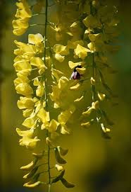 Attēlu rezultāti vaicājumam “Laburnum alpinum flower”
